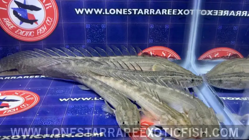 Lapradei Bichir / Polypterus Lapradei Live Freshwater Tropical Fish for Sale Online