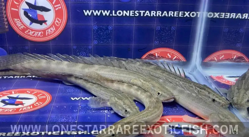 Lapradei Bichir / Polypterus Lapradei Live Freshwater Tropical Fish for Sale Online