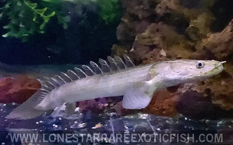 Lapradei Bichir / Polypterus Lapradei Live Freshwater Tropical Fish for Sale Online