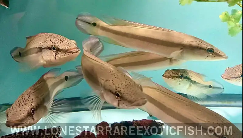 Lenticulata Pike Cichlid / Crenicichla Lenticulata Live Freshwater Tropical Fish for Sale Online