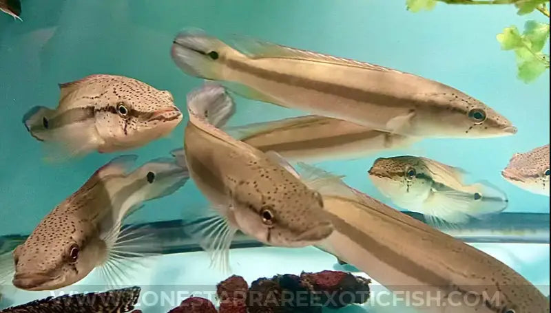 Lenticulata Pike Cichlid / Crenicichla Lenticulata Live Freshwater Tropical Fish For Sale Online