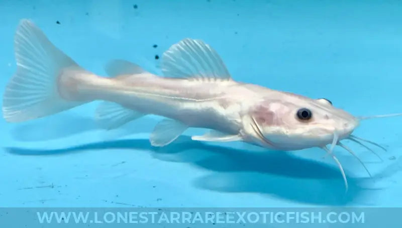 Leucistic Redtail Catfish / Phractocephalus Hemioliopterus Live Freshwater Tropical Fish For Sale Online