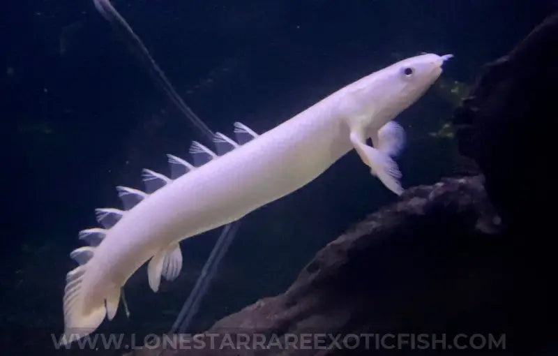 Leucistic Senegal Bichir / Polypterus Senegalus Live Freshwater Tropical Fish For Sale Online