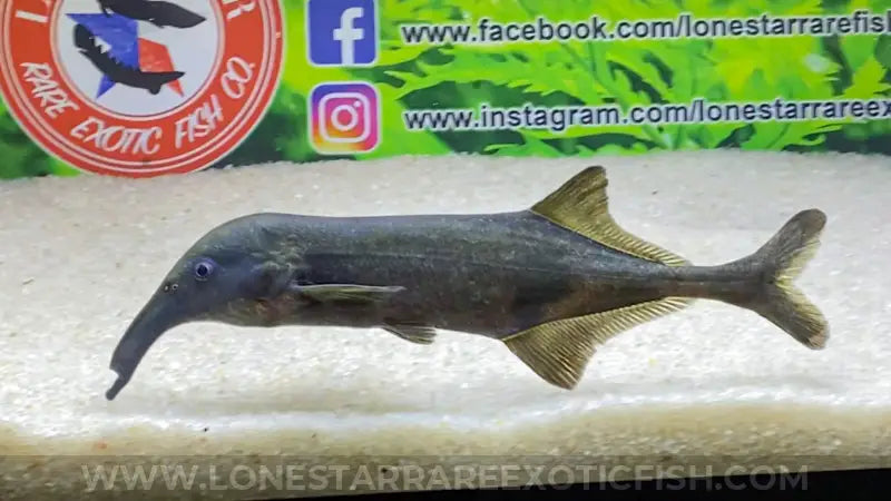 Long Nose Elephant Fish / Campylomormyrus Rhynchophorus Live Freshwater Tropical Fish For Sale Online
