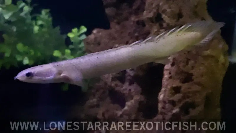 Marbled Senegal Bichir / Polypterus Senegalus Live Freshwater Tropical Fish for Sale Online