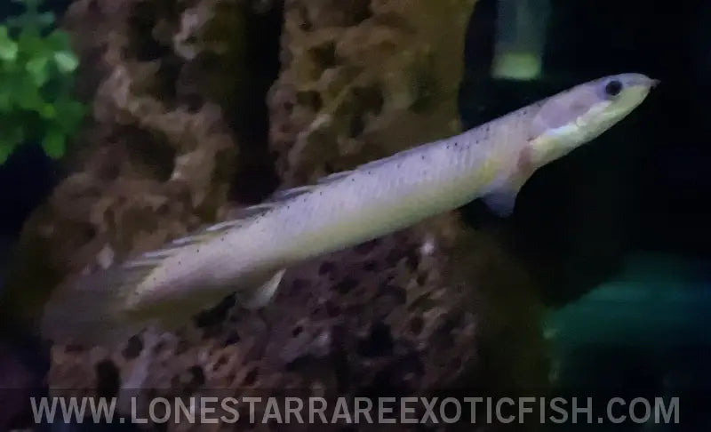 Marbled Senegal Bichir / Polypterus Senegalus Live Freshwater Tropical Fish for Sale Online