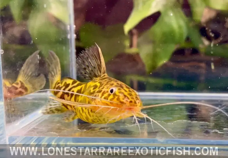 Marbled Synodontis Catfish / Synodontis Schoutedeni Live Freshwater Tropical Fish for Sale Online