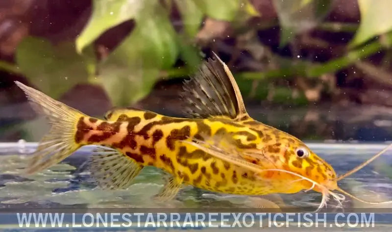 Marbled Synodontis Catfish / Synodontis Schoutedeni Live Freshwater Tropical Fish for Sale Online