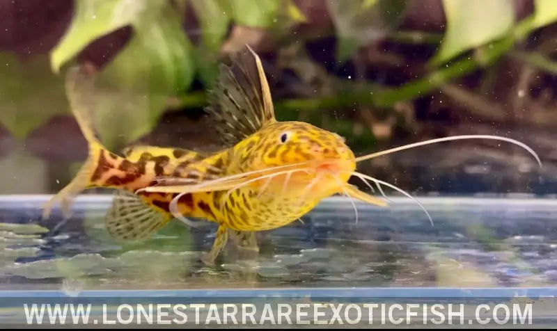 Marbled Synodontis Catfish / Synodontis Schoutedeni Live Freshwater Tropical Fish for Sale Online