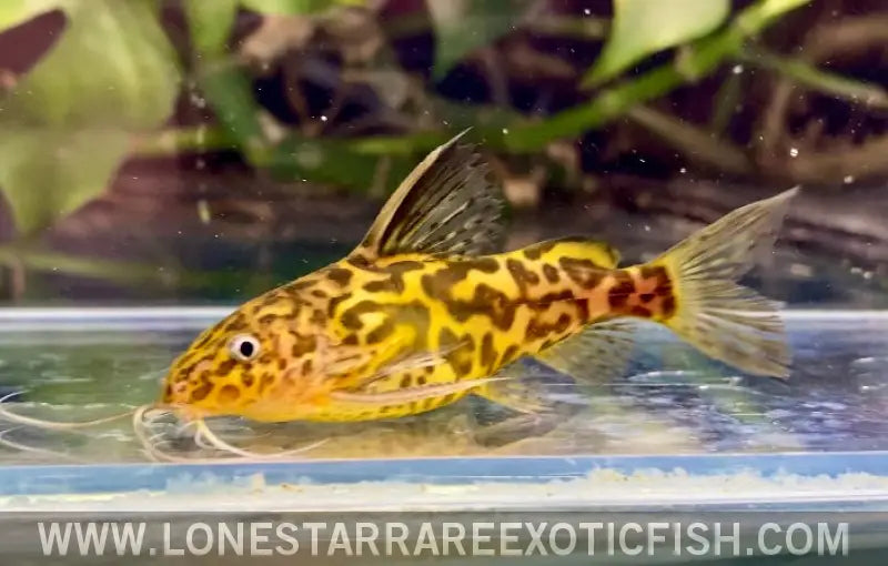 Marbled Synodontis Catfish / Synodontis Schoutedeni Live Freshwater Tropical Fish for Sale Online