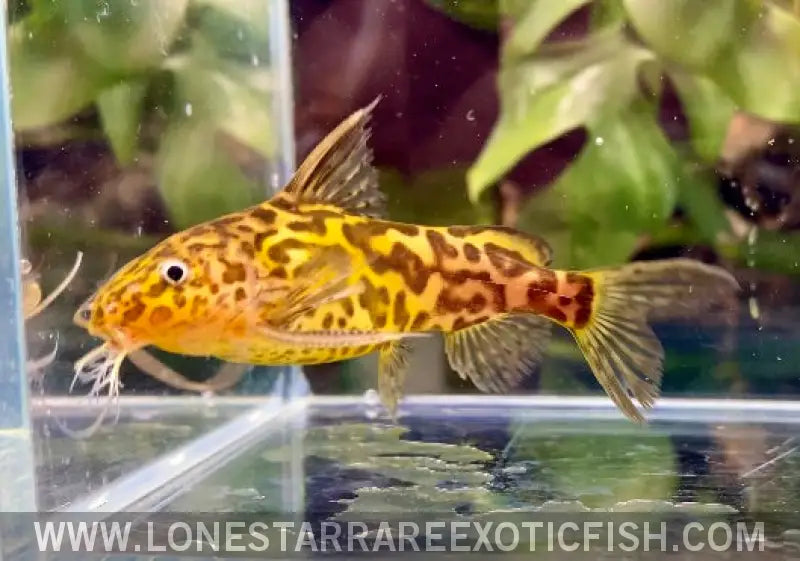 Marbled Synodontis Catfish / Synodontis Schoutedeni Live Freshwater Tropical Fish for Sale Online