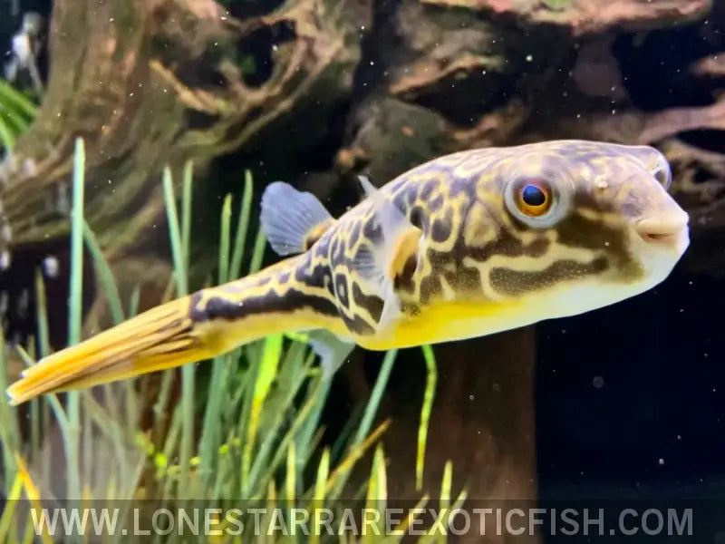 Mbu Puffer / Tetraodon Mbu Live Freshwater Tropical Fish for Sale Online