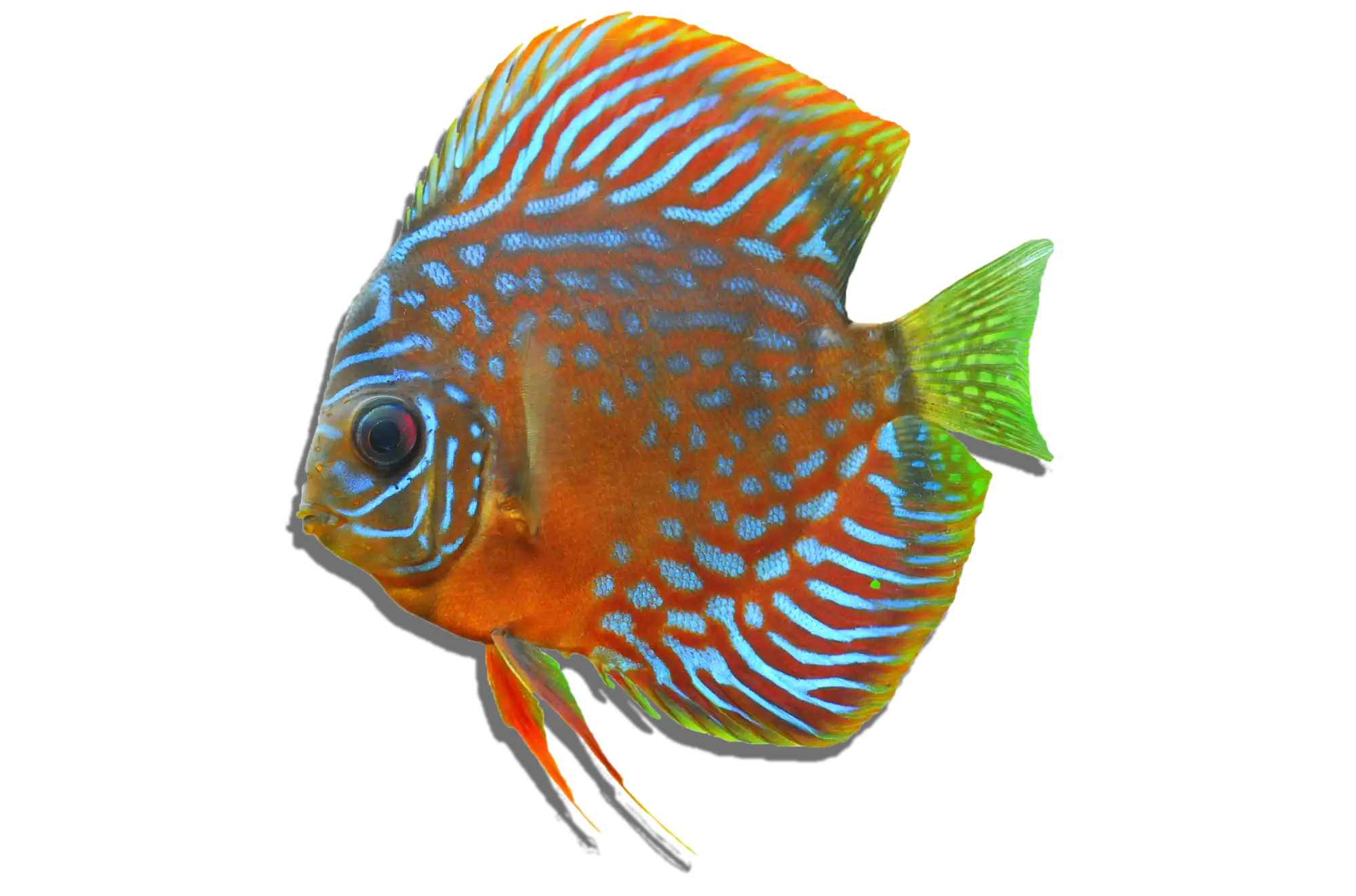 Orange discus fish with blue stripes.