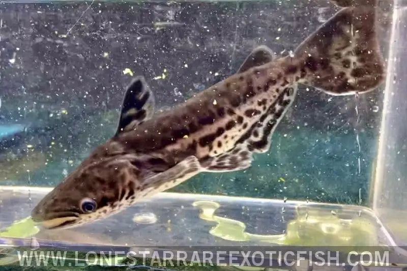 Orinoco Dolphin Catfish / Ageneiosus Magoi Live Freshwater Tropical Fish for Sale Online