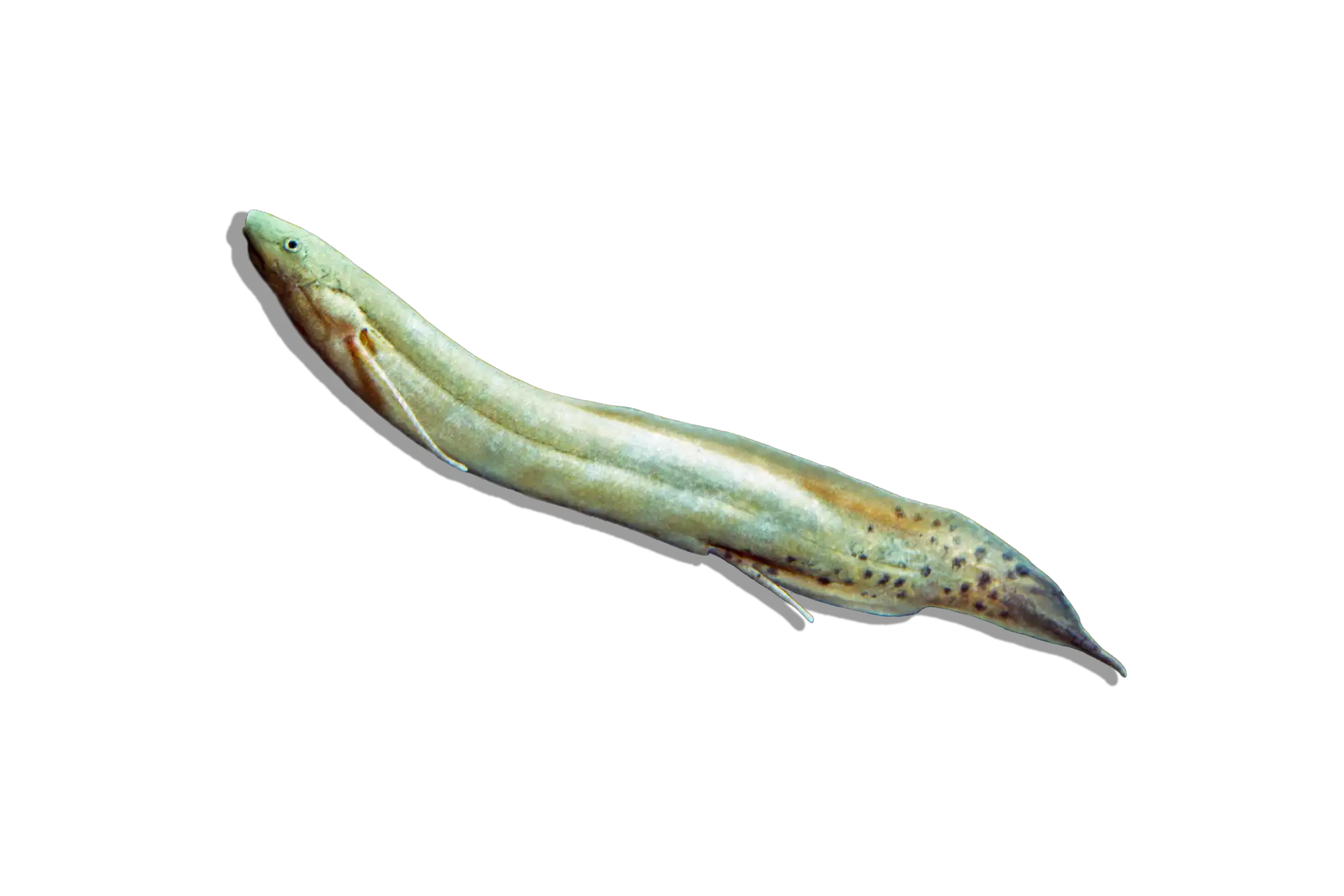 Pale, elongated fish with spots.