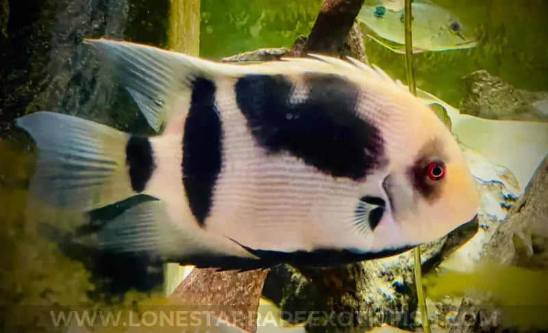 Panda Uaru Cichlid / Uaru Fernandezyepezi Live Freshwater Tropical Fish For Sale Online