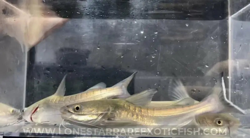 Papua New Guinea Catfish / Neoarius Berneyi Live Freshwater Tropical Fish For Sale Online