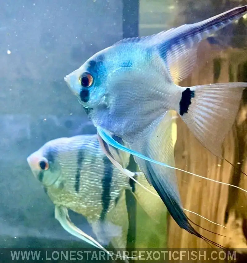 Philippine Blue Angelfish Live Freshwater Tropical Fish for Sale Online