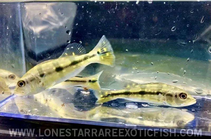 Pinima Peacock Bass / Cichla Pinima Live Freshwater Tropical Fish for Sale Online