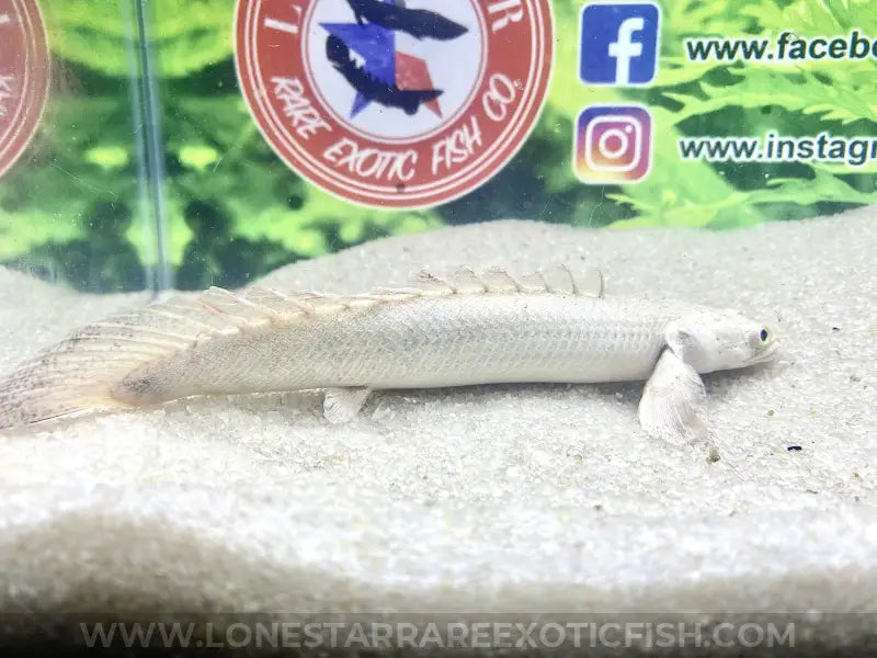 Platinum Endlicheri Bichir / Polypterus Endlicheri Live Freshwater Tropical Fish For Sale Online