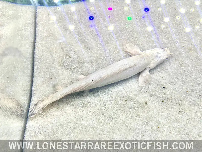 Platinum Endlicheri Bichir / Polypterus Endlicheri Live Freshwater Tropical Fish for Sale Online