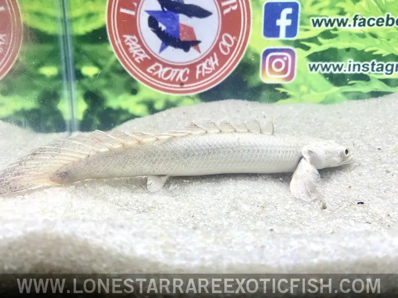 Platinum Endlicheri Bichir / Polypterus Endlicheri Live Freshwater Tropical Fish for Sale Online