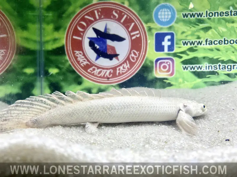 Platinum Endlicheri Bichir / Polypterus Endlicheri Live Freshwater Tropical Fish for Sale Online