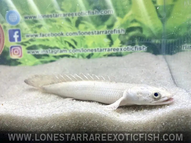 Platinum Endlicheri Bichir / Polypterus Endlicheri Live Freshwater Tropical Fish for Sale Online