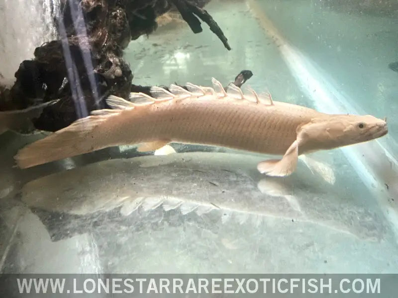 Platinum Endlicheri Bichir / Polypterus Endlicheri - Wysiwyg Live Freshwater Tropical Fish for Sale Online