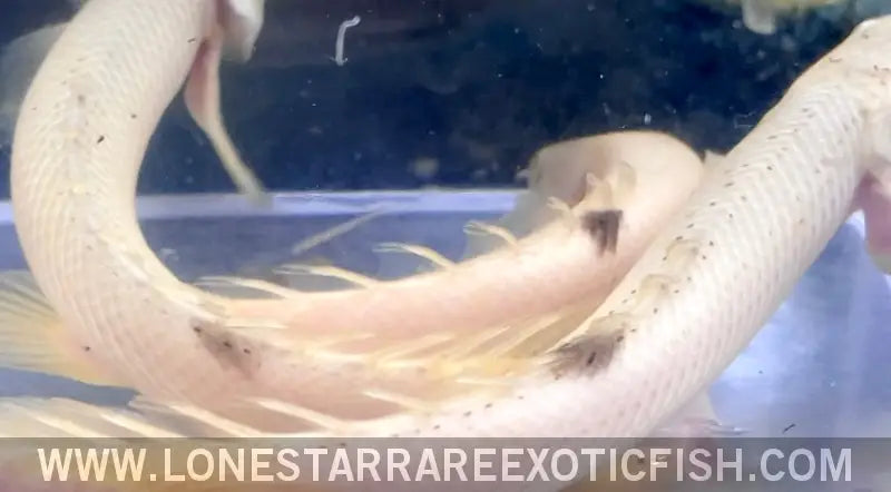 Platinum Senegal Bichir / Polypterus Senegalus (blemished) Live Freshwater Tropical Fish for Sale Online