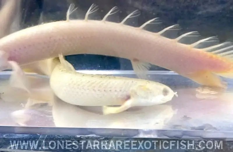 Platinum Senegal Bichir / Polypterus Senegalus (missing Eye) Live Freshwater Tropical Fish for Sale Online