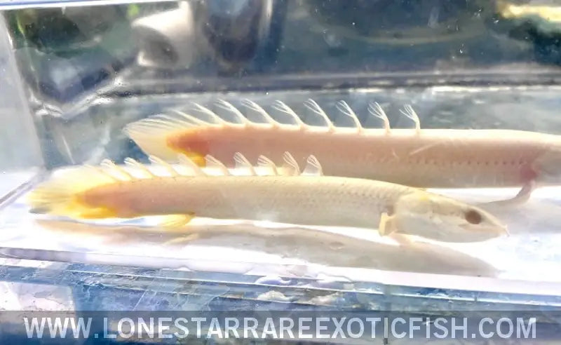 Platinum Senegal Bichir / Polypterus Senegalus (missing Eye) Live Freshwater Tropical Fish for Sale Online