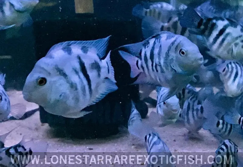 Polar Blue Parrot Cichlid / Cichlasoma Hybrid Live Freshwater Tropical Fish for Sale Online