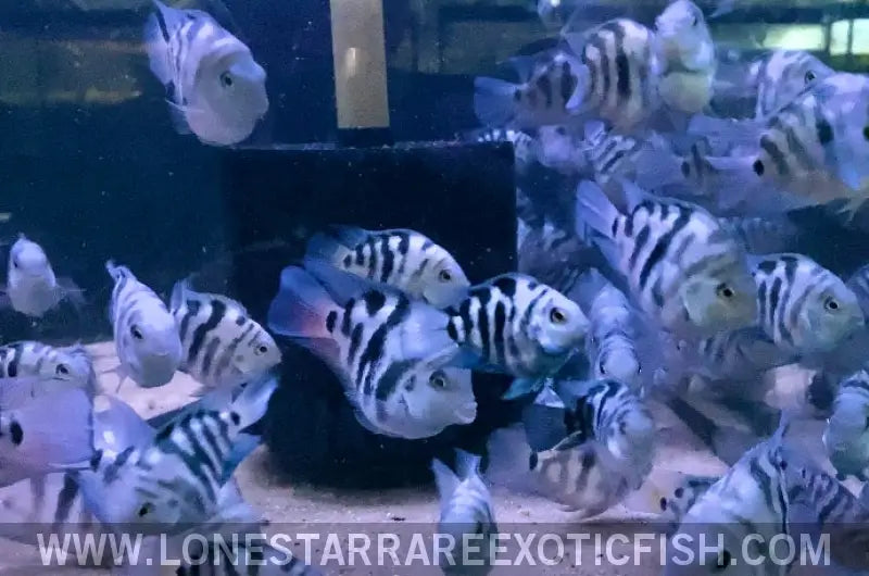 Polar Blue Parrot Cichlid / Cichlasoma Hybrid Live Freshwater Tropical Fish for Sale Online