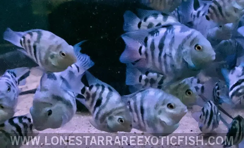 Polar Blue Parrot Cichlid / Cichlasoma Hybrid Live Freshwater Tropical Fish for Sale Online