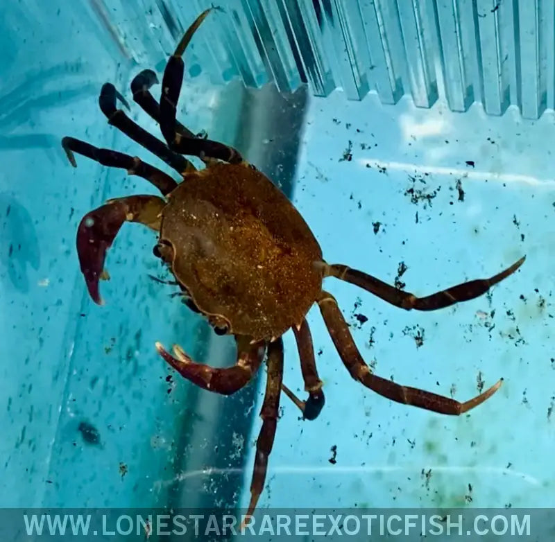 Rainforest Crab / Trichodactylus Panoplus Live Freshwater Tropical Fish for Sale Online