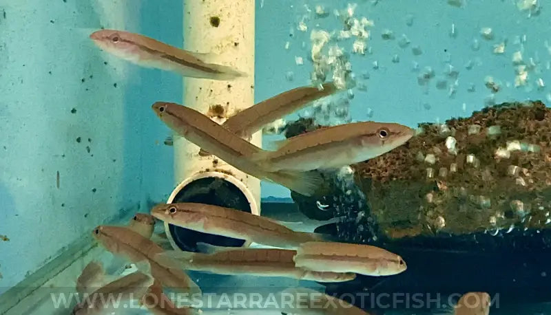 Red Atabapo Fire Pike Cichlid / Crenicichla Sp. ‘atabapo I’ Live Freshwater Tropical Fish For Sale Online
