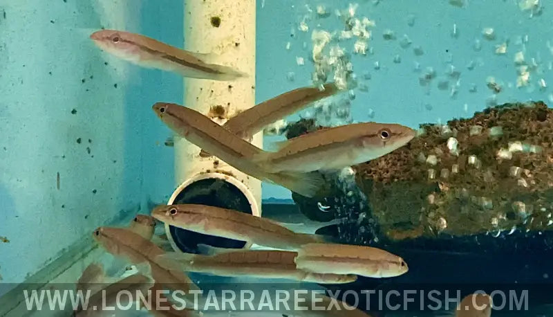 Red Atabapo Fire Pike Cichlid / Crenicichla Sp. (phase 1) Live Freshwater Tropical Fish for Sale Online