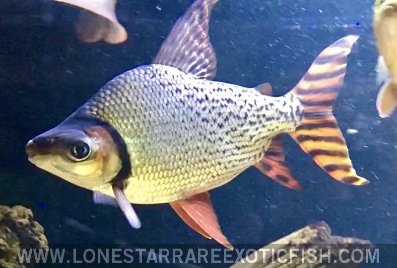 Red Flagtail Prochilodus / Semaprochilodus Taeniurus Live Freshwater Tropical Fish for Sale Online