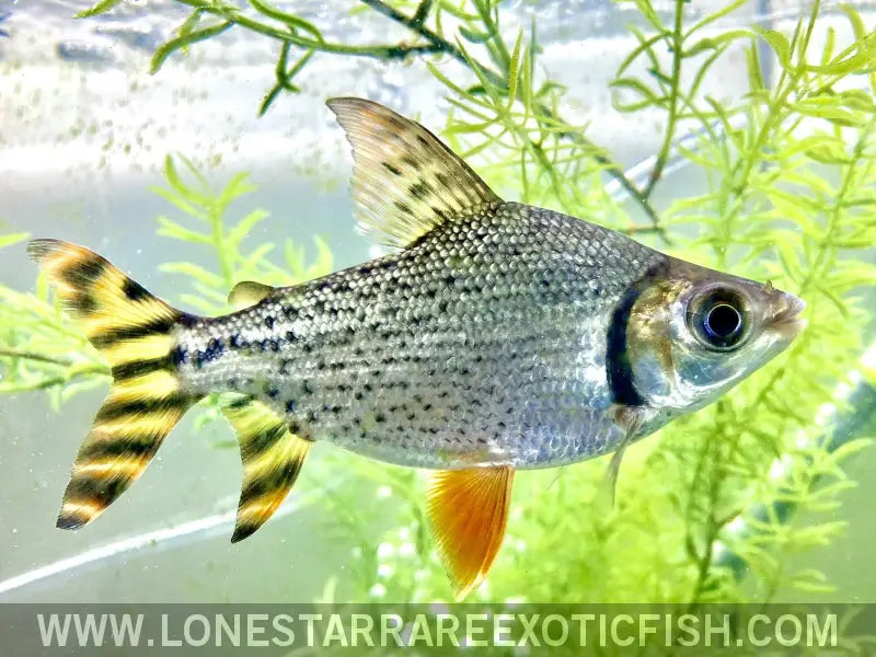 Red Flagtail Prochilodus / Semaprochilodus Taeniurus Live Freshwater Tropical Fish for Sale Online