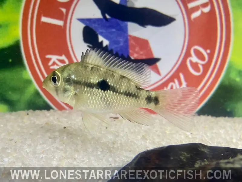 Red Head Bahia Eartheater Cichlid / Geophagus Sp. Live Freshwater Tropical Fish for Sale Online