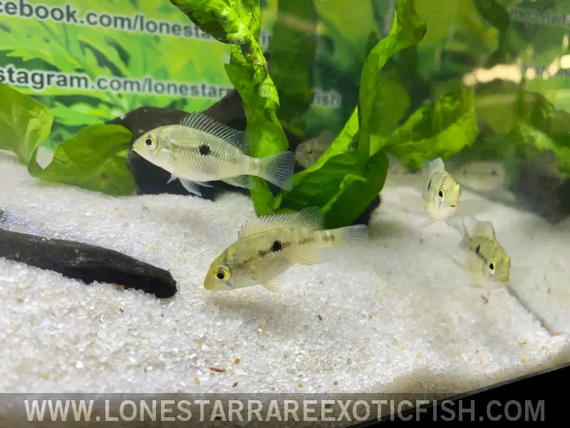 Red Head Bahia Eartheater Cichlid / Geophagus Sp. Live Freshwater Tropical Fish for Sale Online