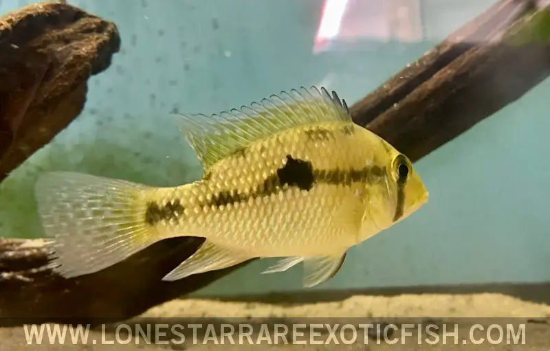 Red Head Bahia Eartheater Cichlid / Geophagus Sp. Live Freshwater Tropical Fish for Sale Online