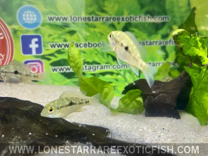 Red Head Bahia Eartheater Cichlid / Geophagus Sp. Live Freshwater Tropical Fish for Sale Online