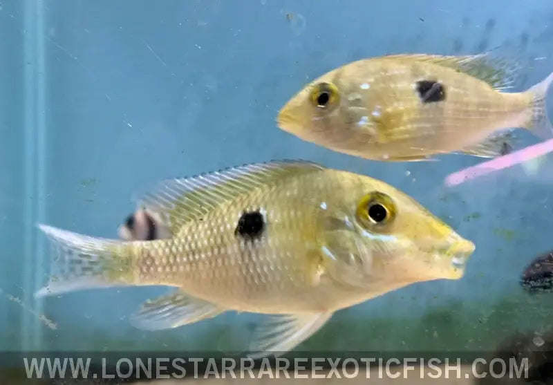 Red Head Bahia Eartheater Cichlid / Geophagus Sp. Live Freshwater Tropical Fish for Sale Online