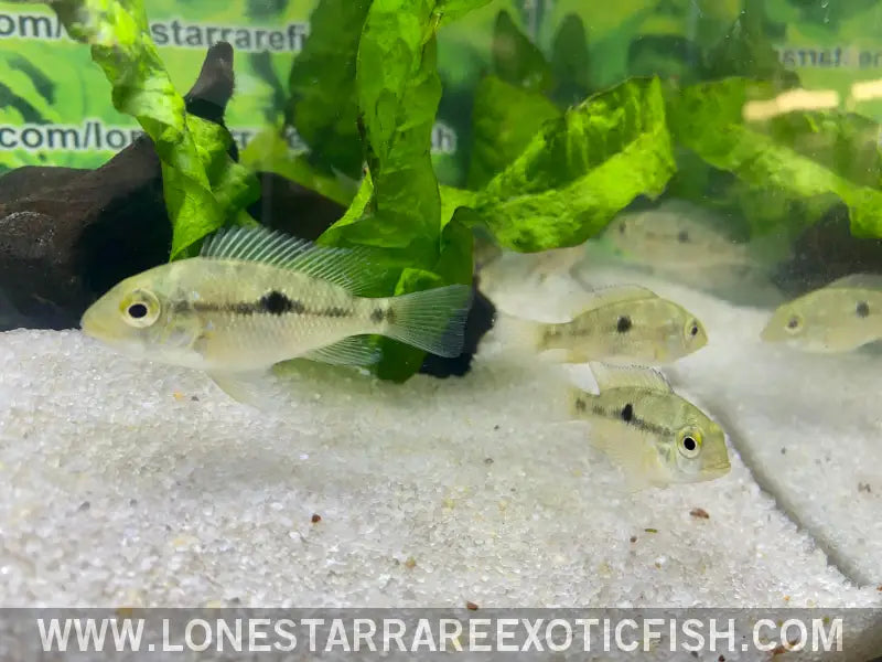 Red Head Bahia Eartheater Cichlid / Geophagus Sp. Live Freshwater Tropical Fish for Sale Online