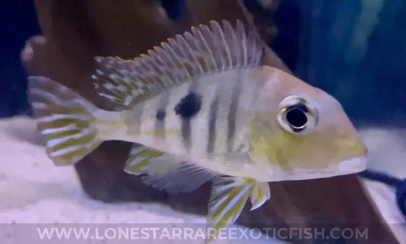 Red Head Tapajos Eartheater Cichlid / Geophagus Sp. Live Freshwater Tropical Fish For Sale Online
