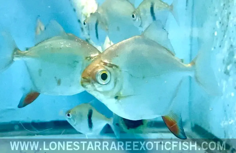 Red Hook Silver Dollar / Myloplus Rubripinnis Live Freshwater Tropical Fish for Sale Online