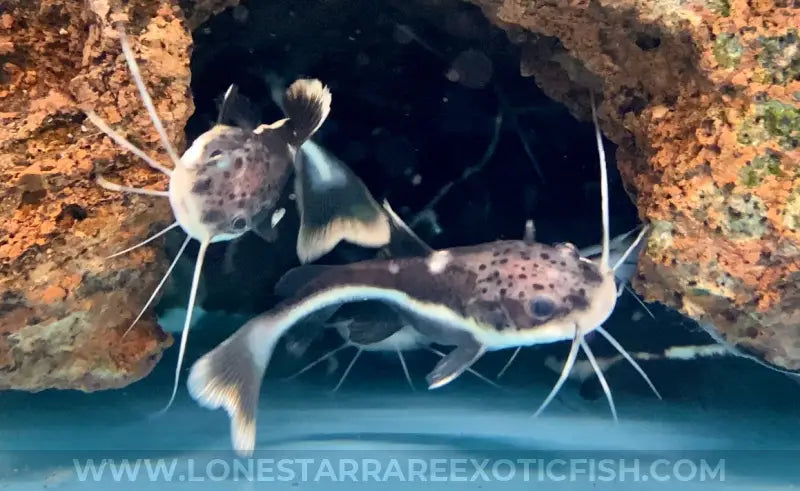 Redtail Catfish / Phractocephalus Hemioliopterus Live Freshwater Tropical Fish For Sale Online