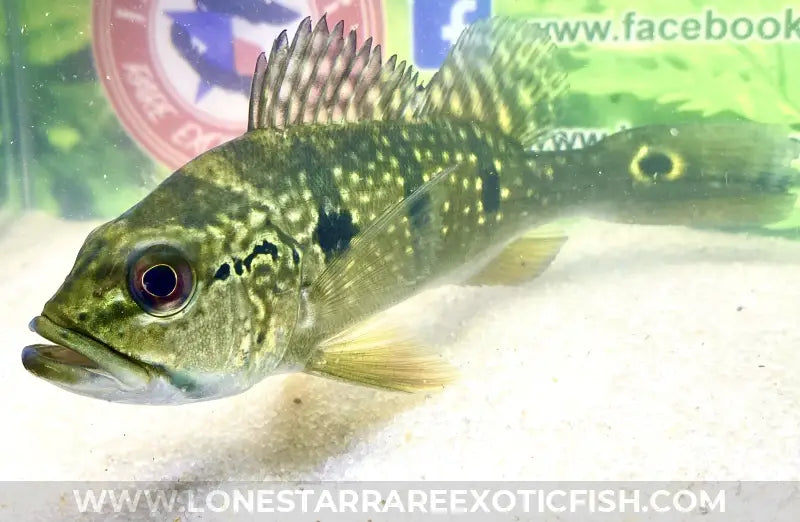 Royal Pavon Peacock Bass Live Freshwater Tropical Fish For Sale Online